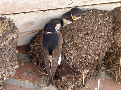 vier jonge huiszwaluwen nest