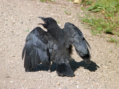 zwartke kraai opvliegend
